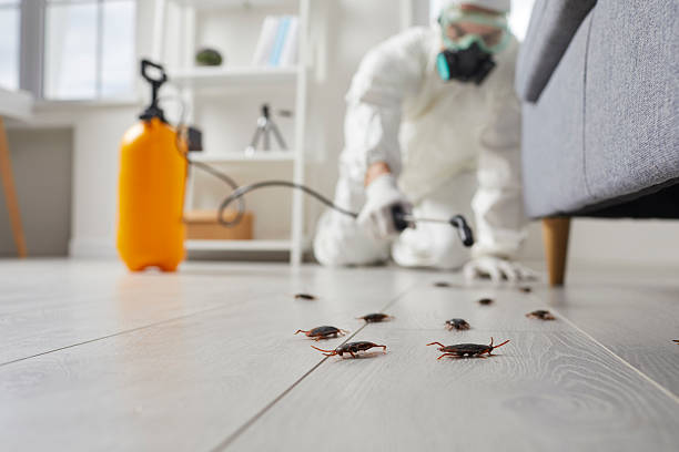 Commercial Kitchen Cockroach Control in Salinas